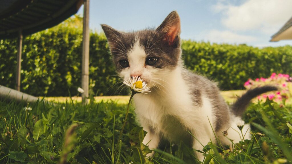 cat in garden with flower