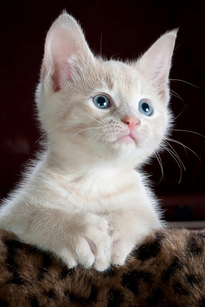 White and Grey Kitten on Brown and Black Leopard Print Textile